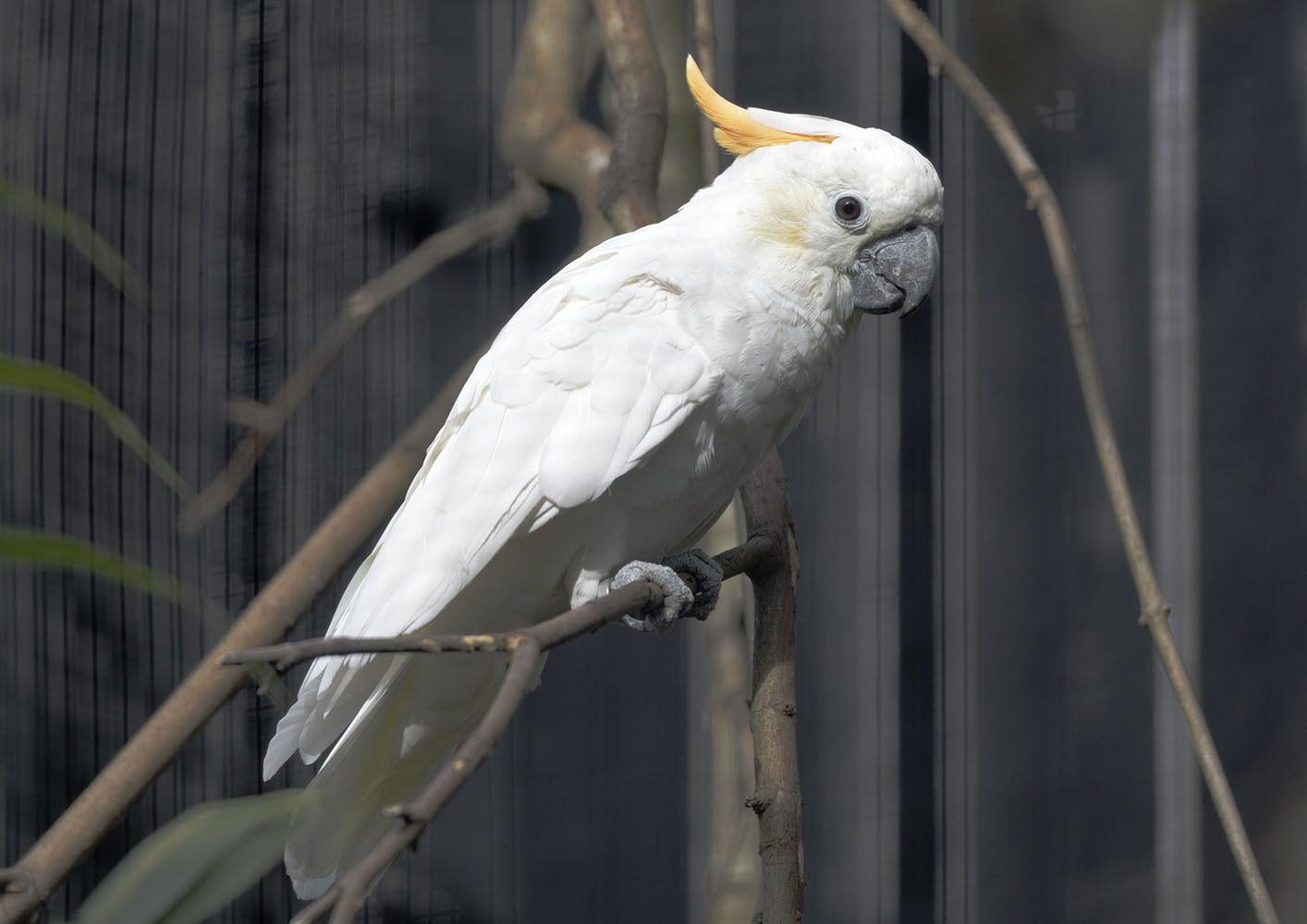 Citron-crested cockatoo
