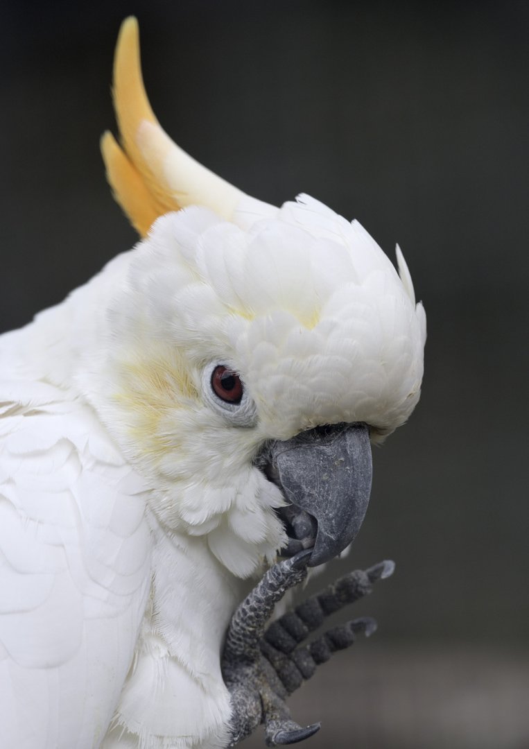 Citron-crested cockatoo