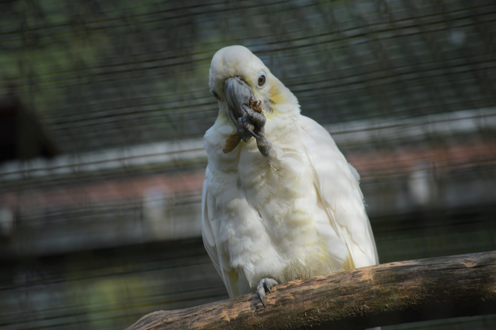 Citron-crested cockatoo