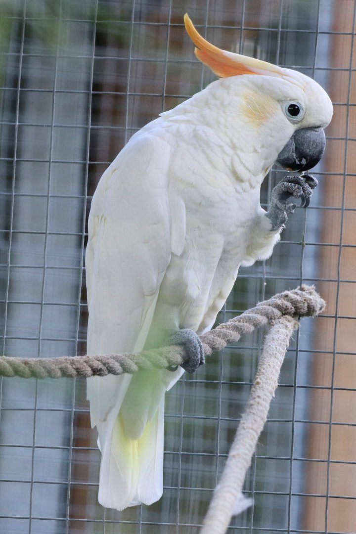 Citron crested cockatoo