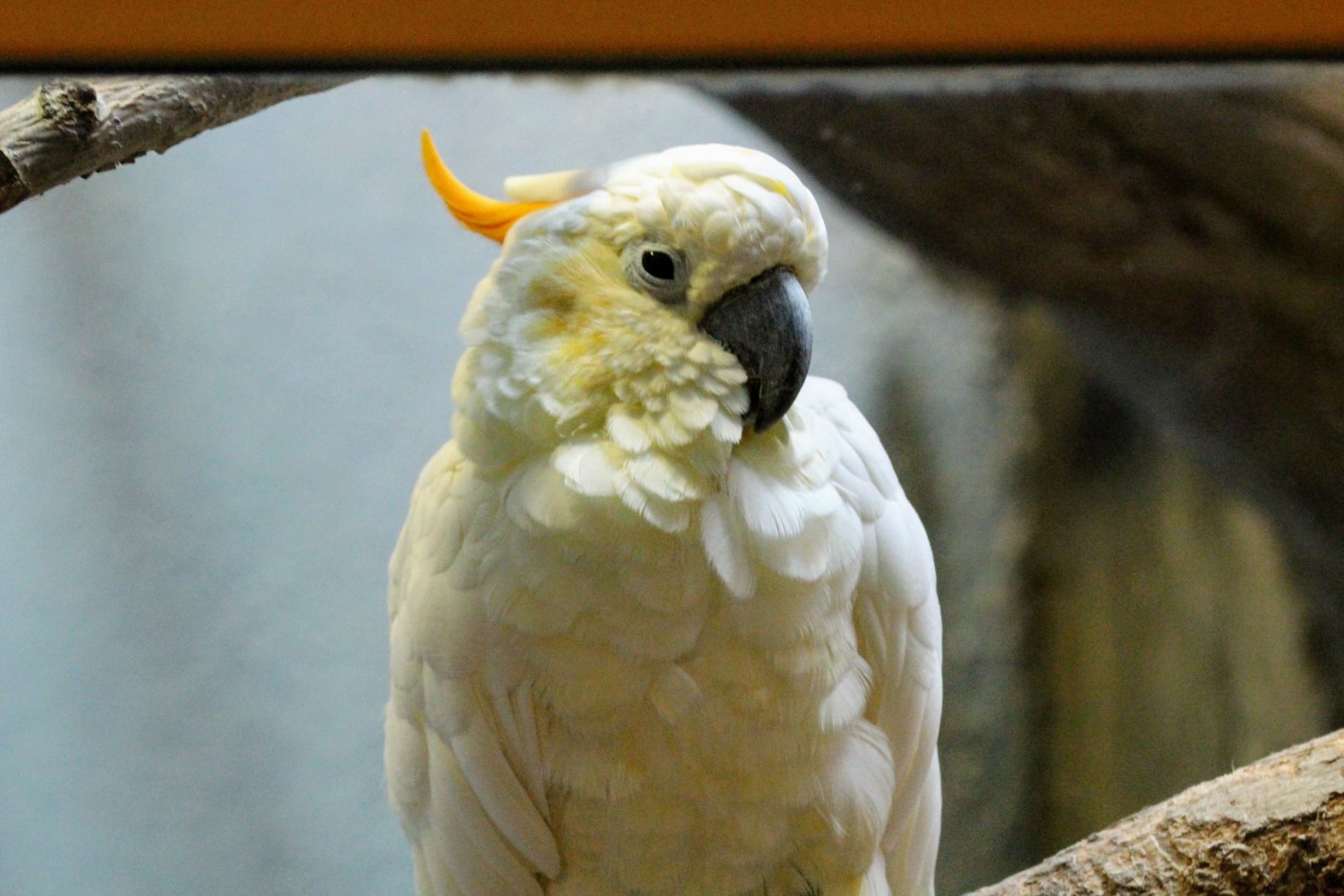 Citron-crested Cockatoo
