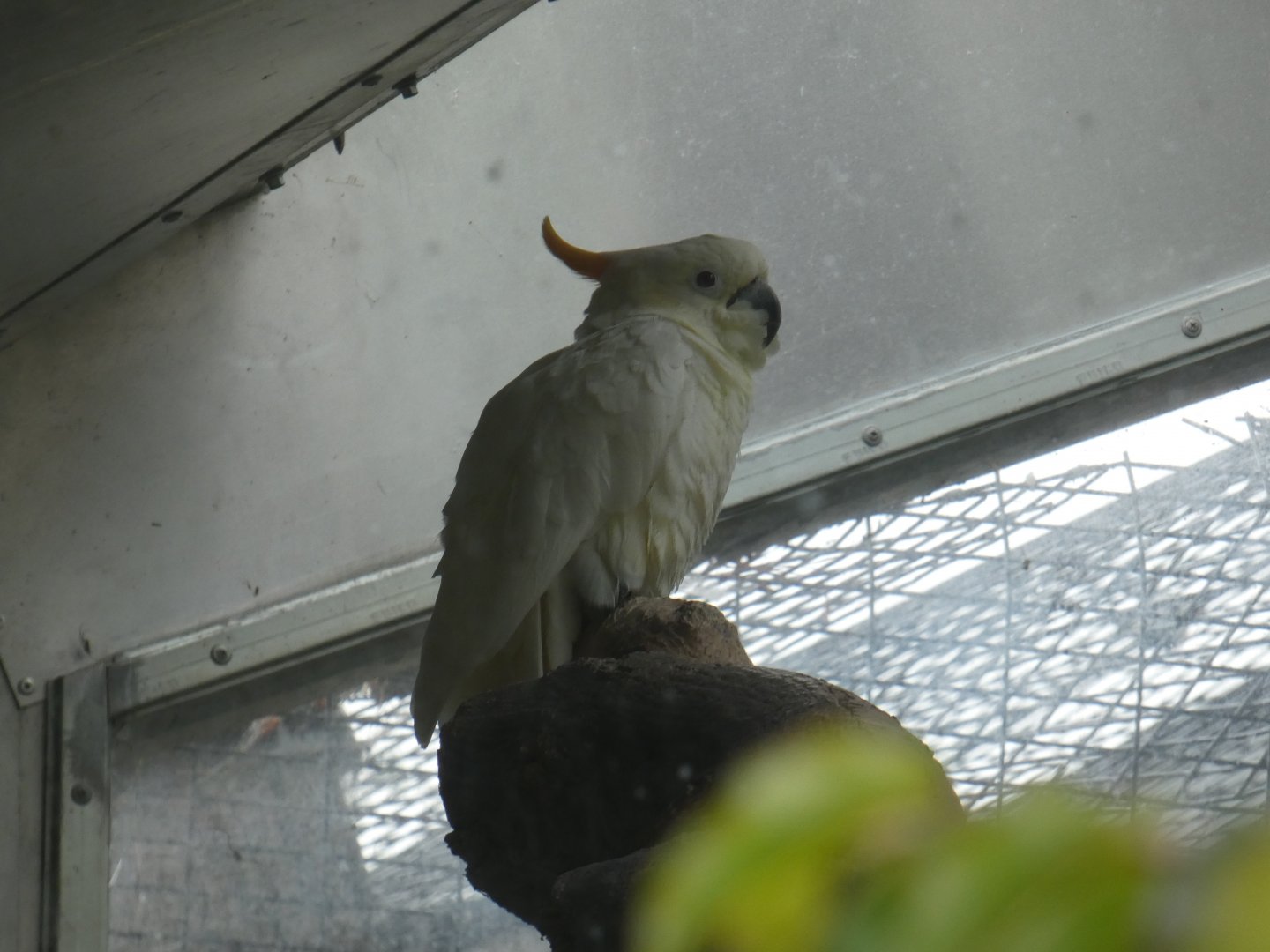 Citron-crested cockatoo