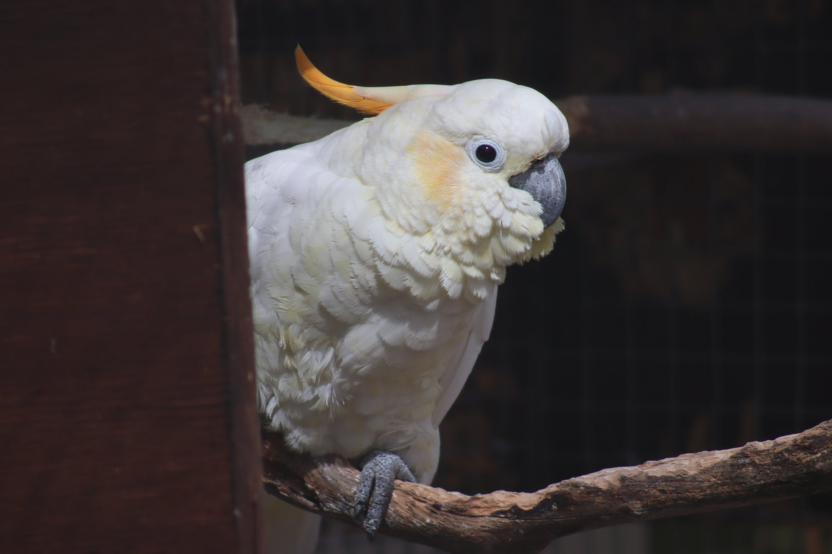 Citron-crested Cockatoo