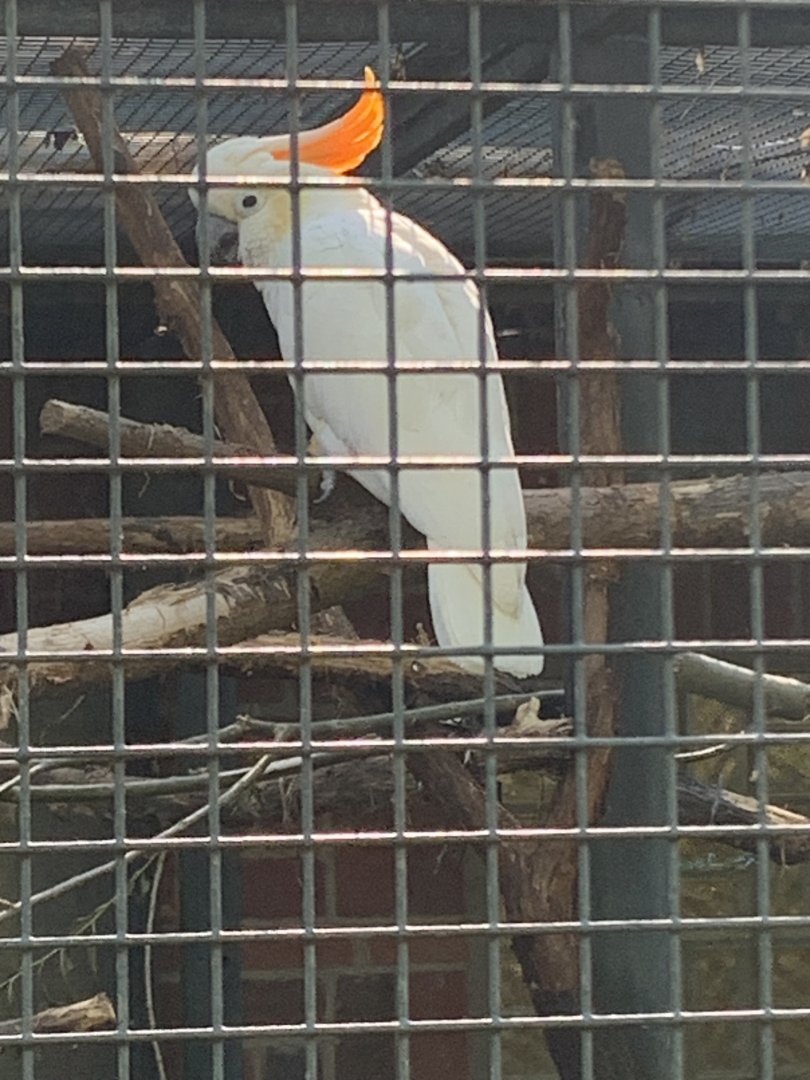 Citron-crested cockatoo