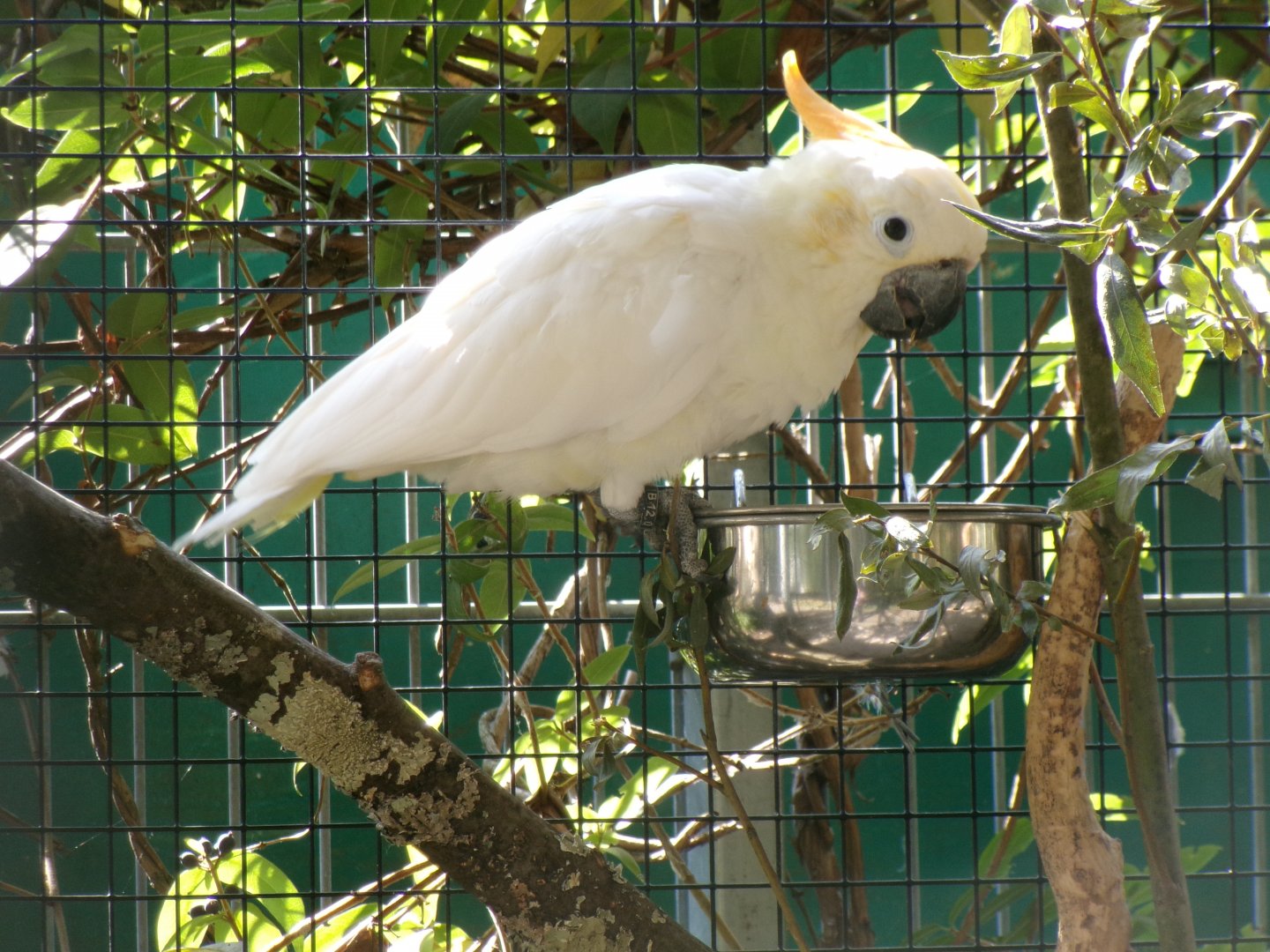 Citron-crested cockatoo
