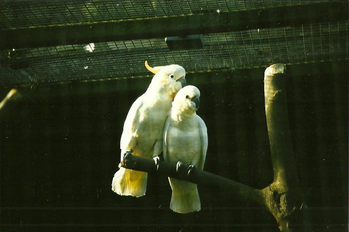 Citron-crested Cockatoos 21st October 1998