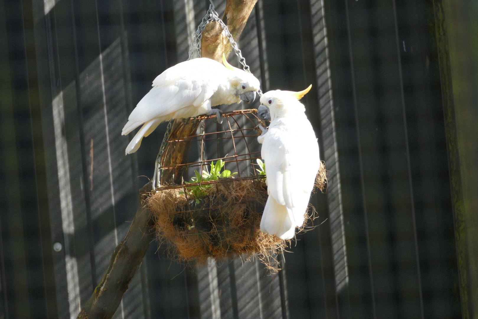 Citron crested cockatoos, March 2022