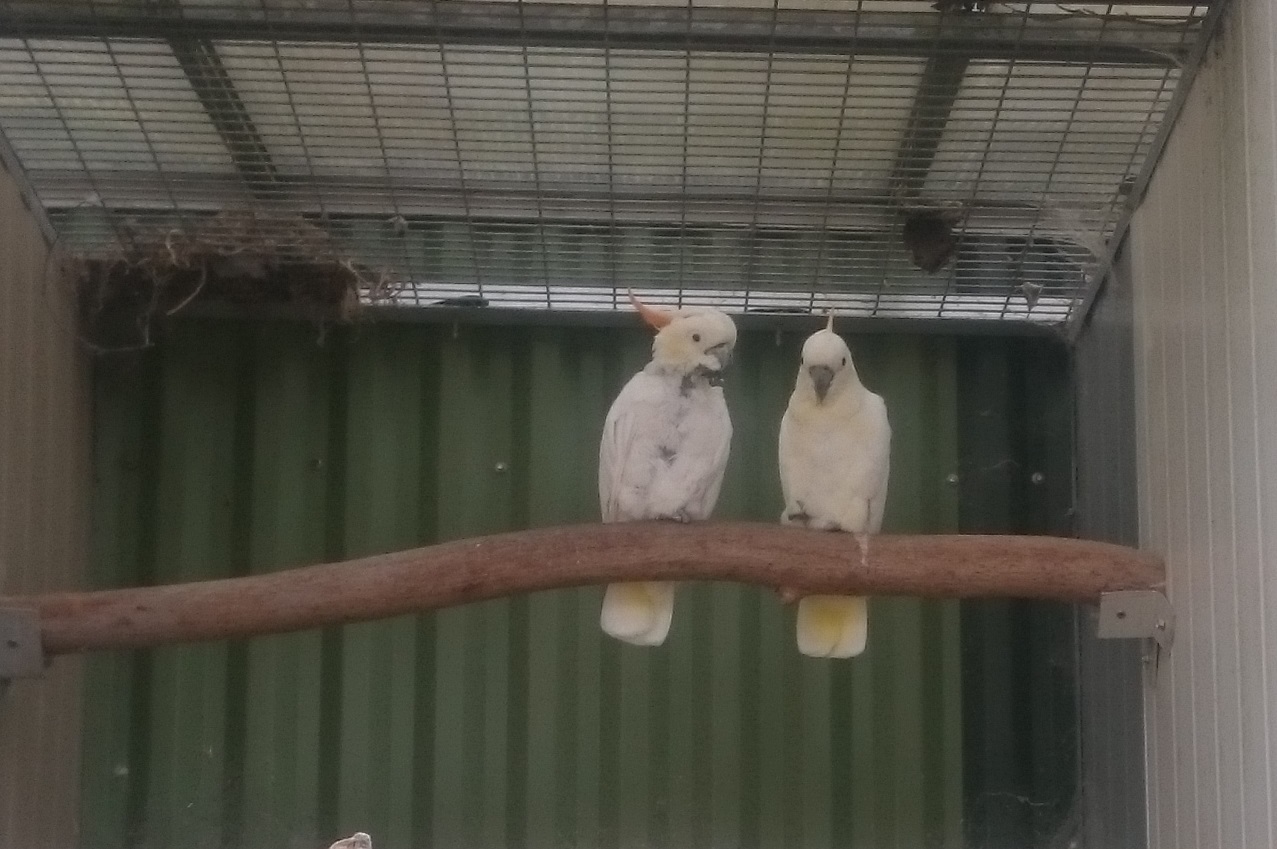 Citron-crested cockatoos