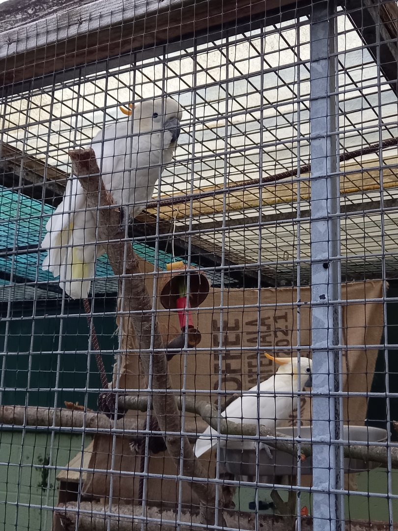 Citron-crested Cockatoos
