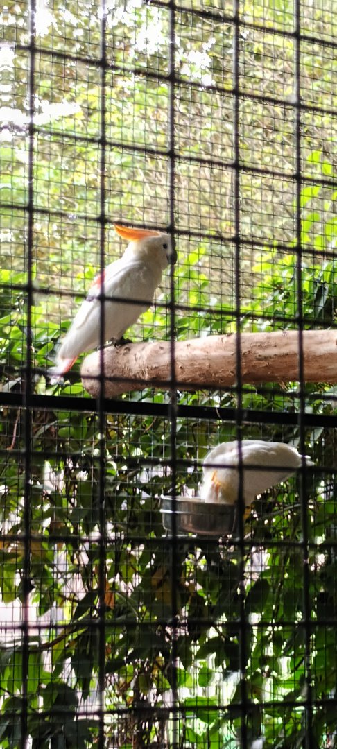 Citron crested Cockatoos