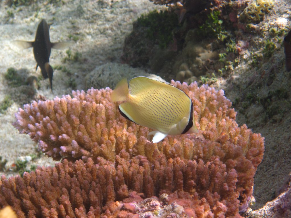 Citron (or Speckled) Butterflyfish