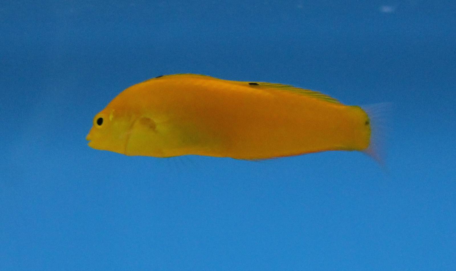 Citron wrasse