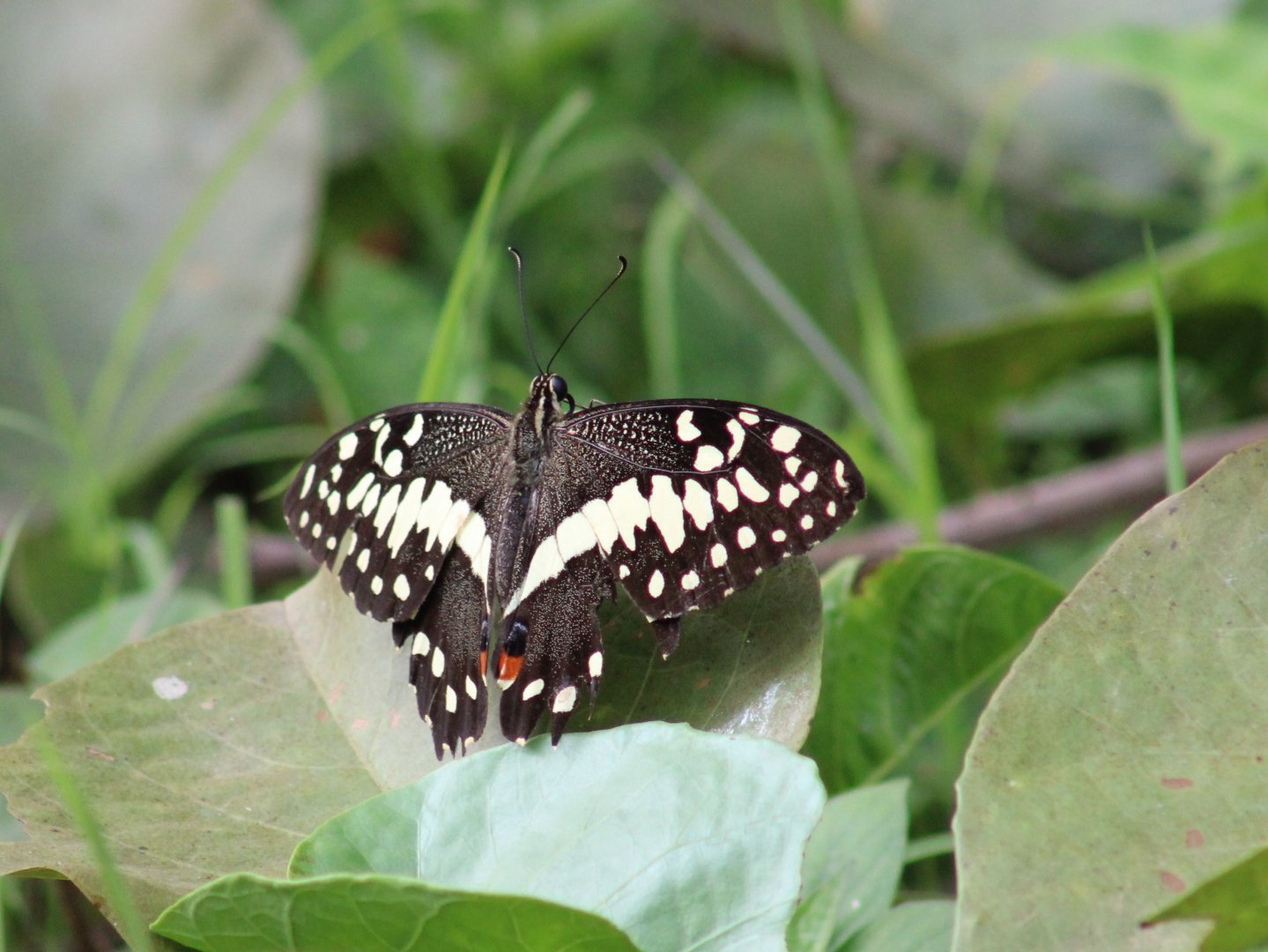 Citrus swallowtail - Papilio d. demodocus