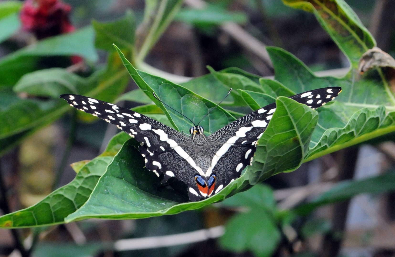 CITRUS SWALLOWTAIL