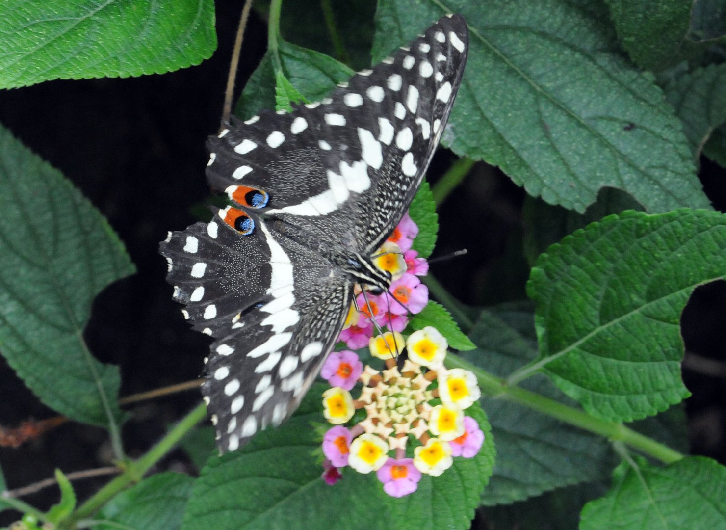 CITRUS SWALLOWTAIL