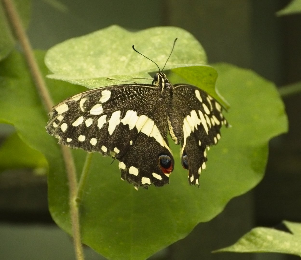 Citrus Swallowtail