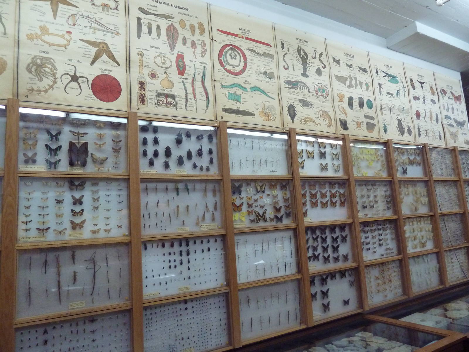 City Museum - Pinned Insects