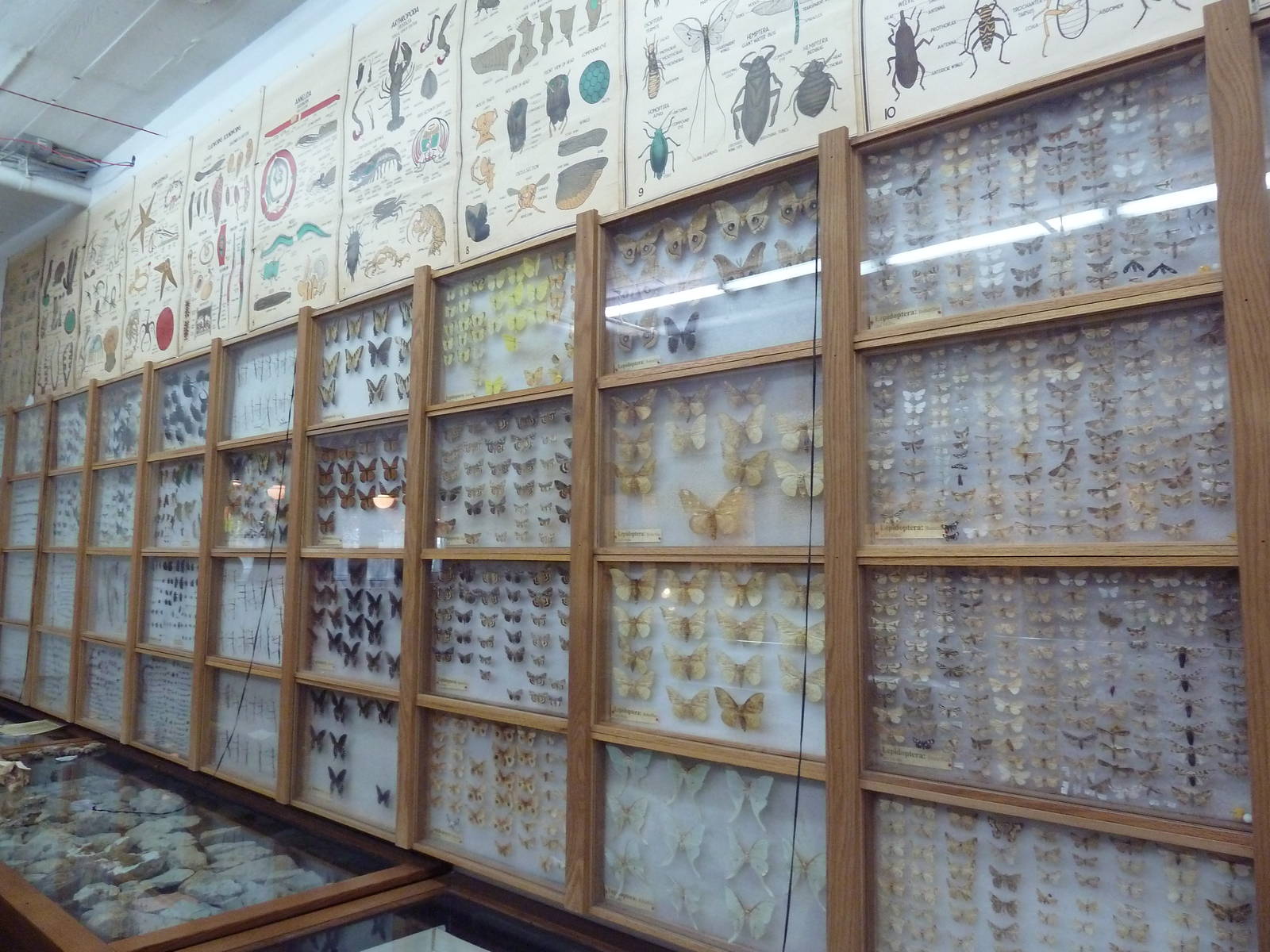 City Museum - Pinned Insects