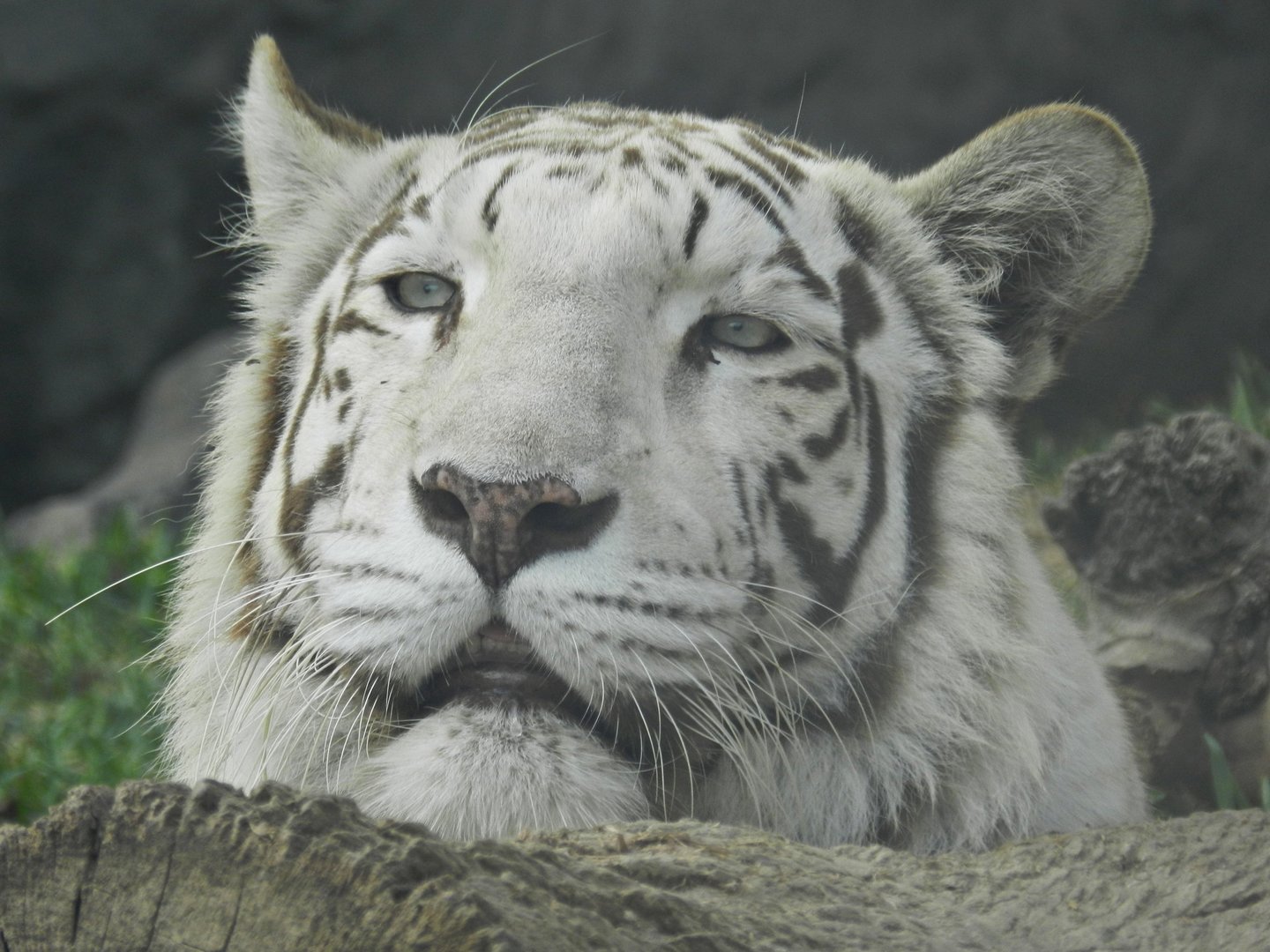 "Civa Sumac", the white tigress - Parque Zoológico Huachipa
