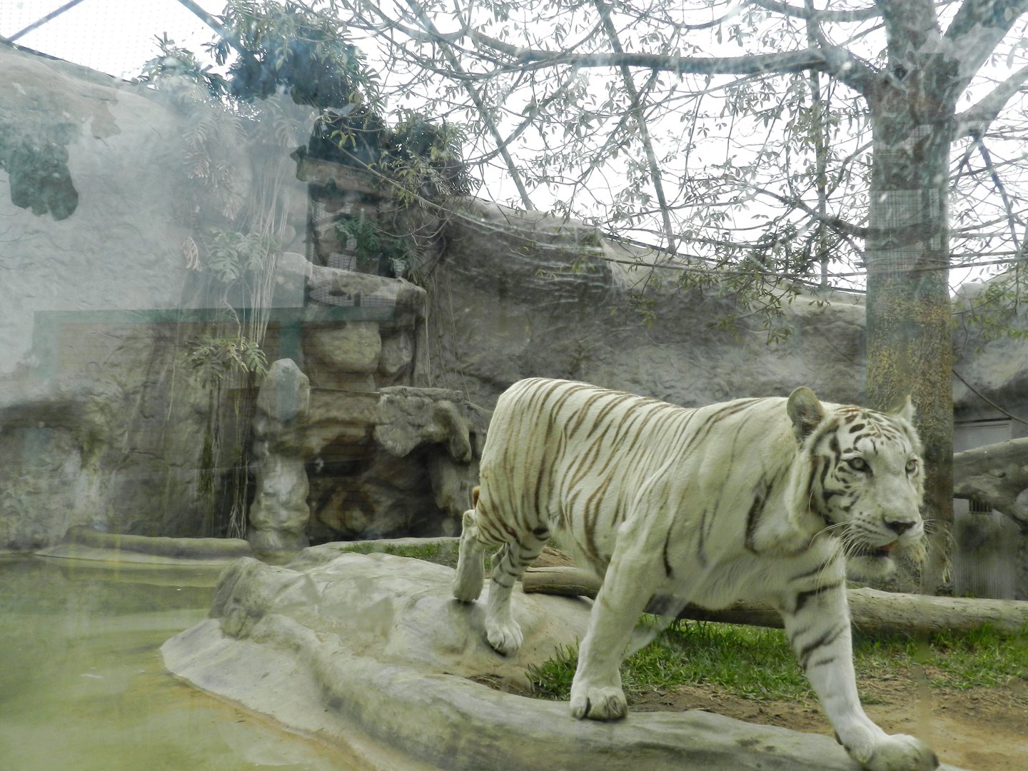 "Civa Sumac", the white tigress - Parque Zoológico Huachipa