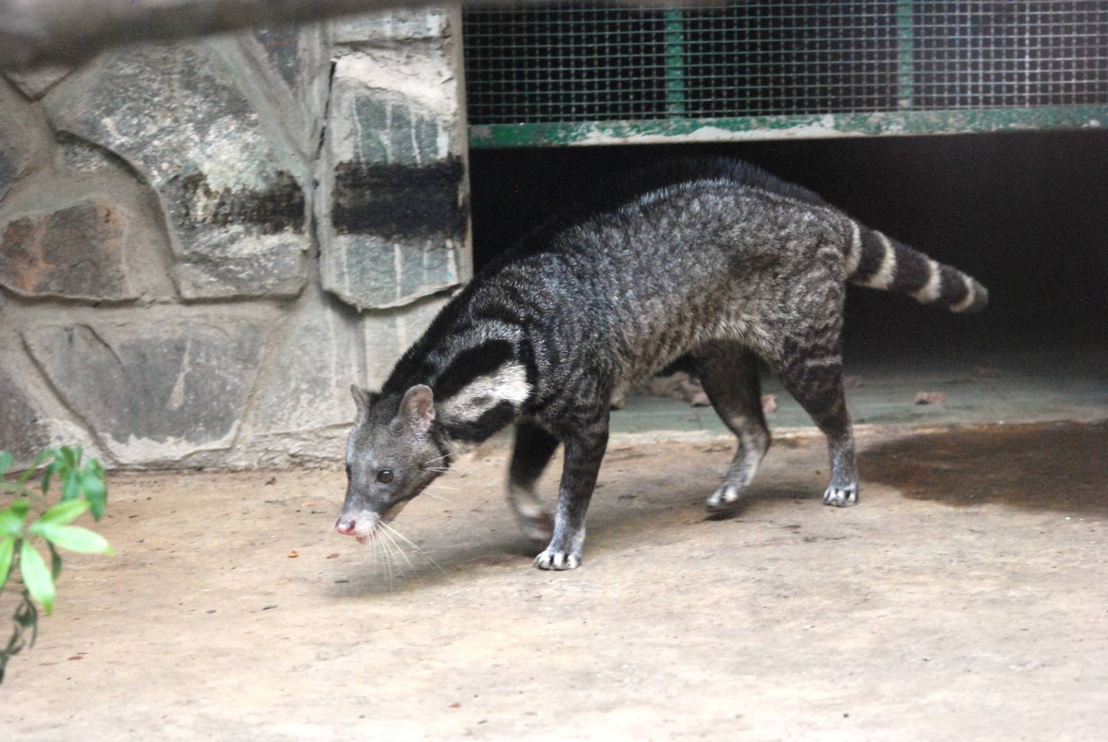 Civet at Saigon Zoo, 16/03/12