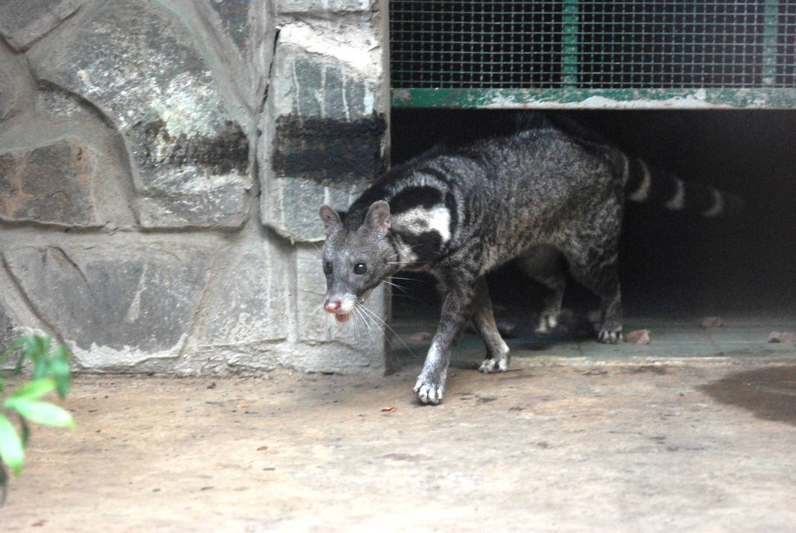 Civet at Saigon Zoo, 16/03/12