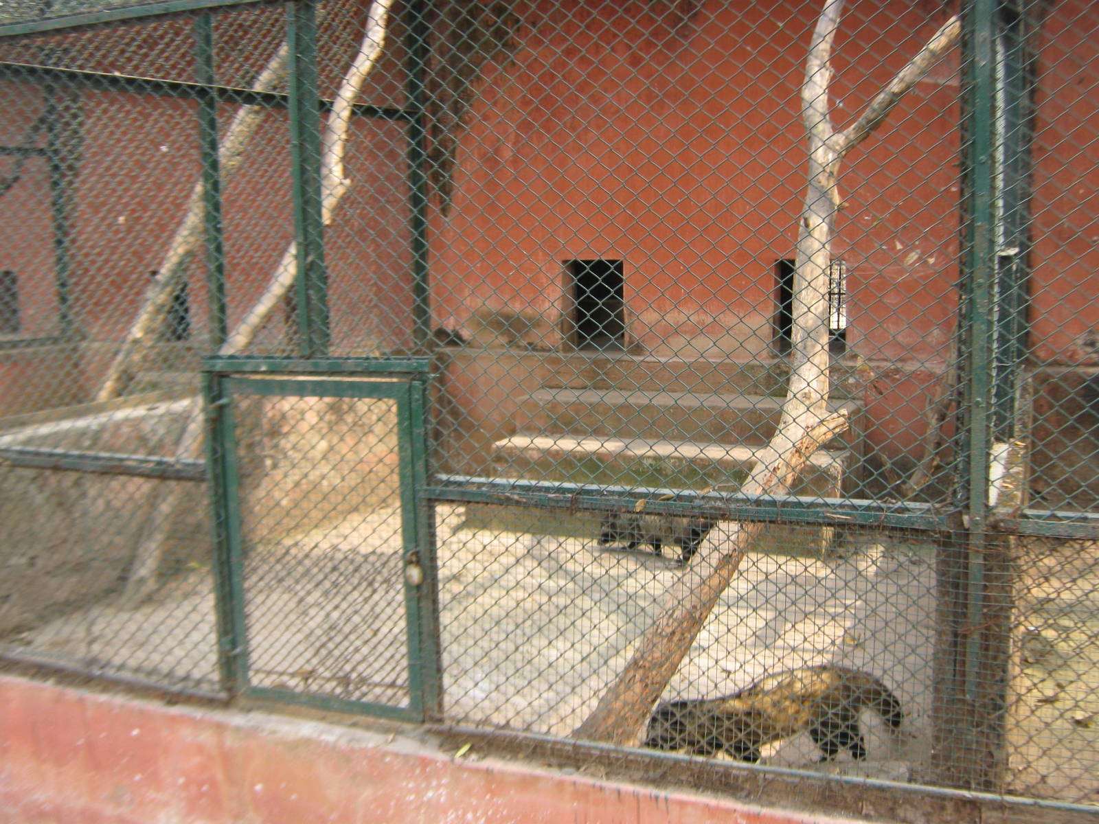 civet cage