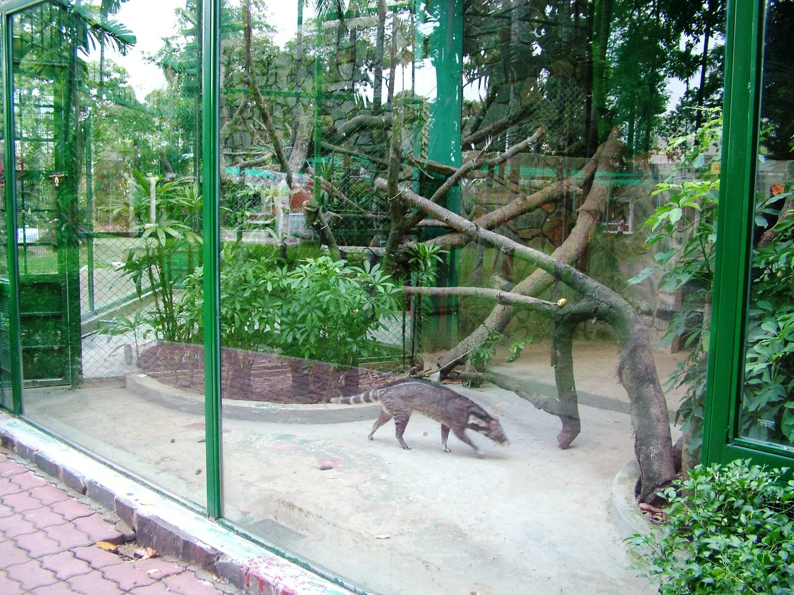 Civet Enclosure at Saigon Zoo, 16/03/12