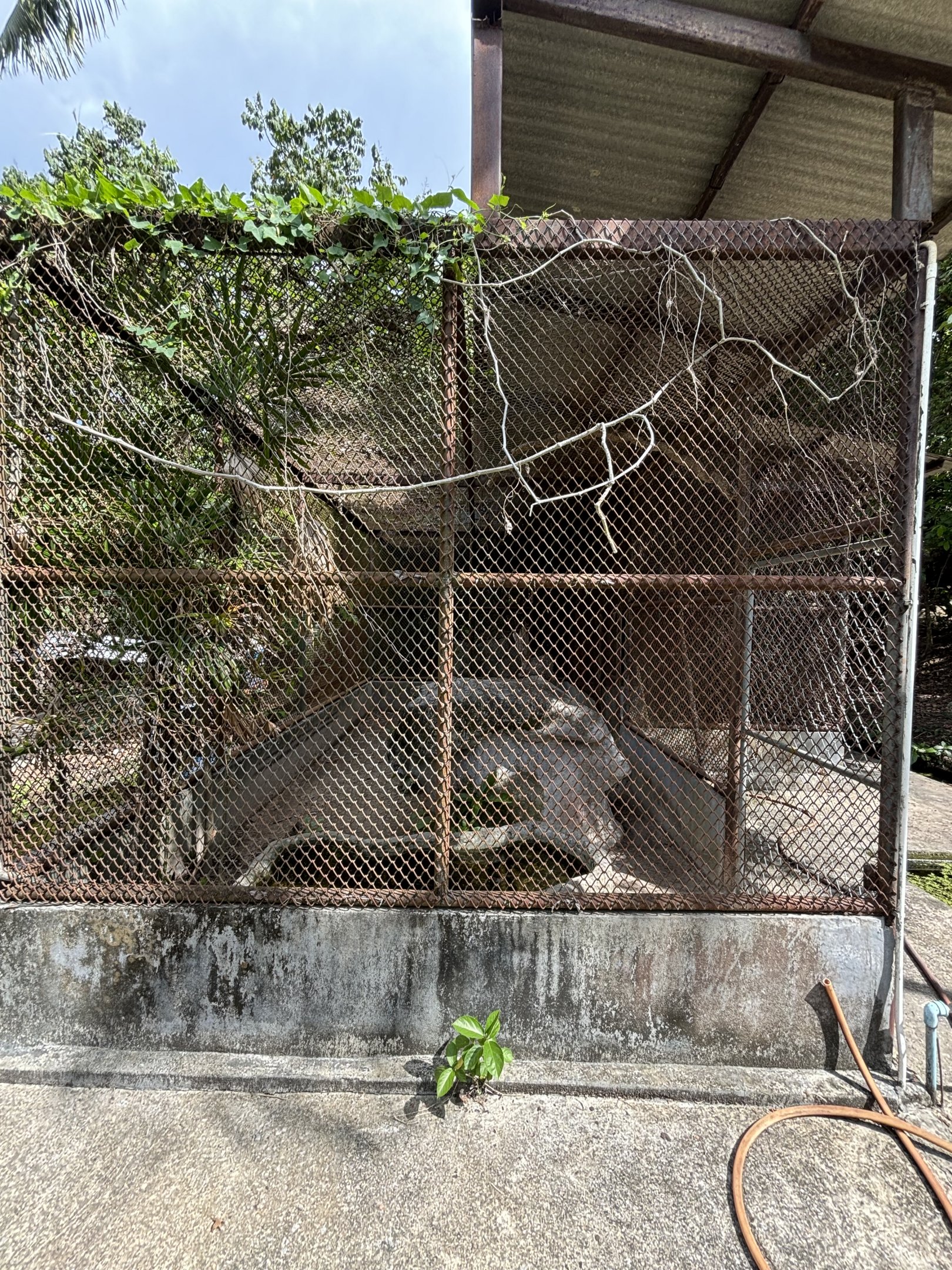 Civet Exhibit (off-show)