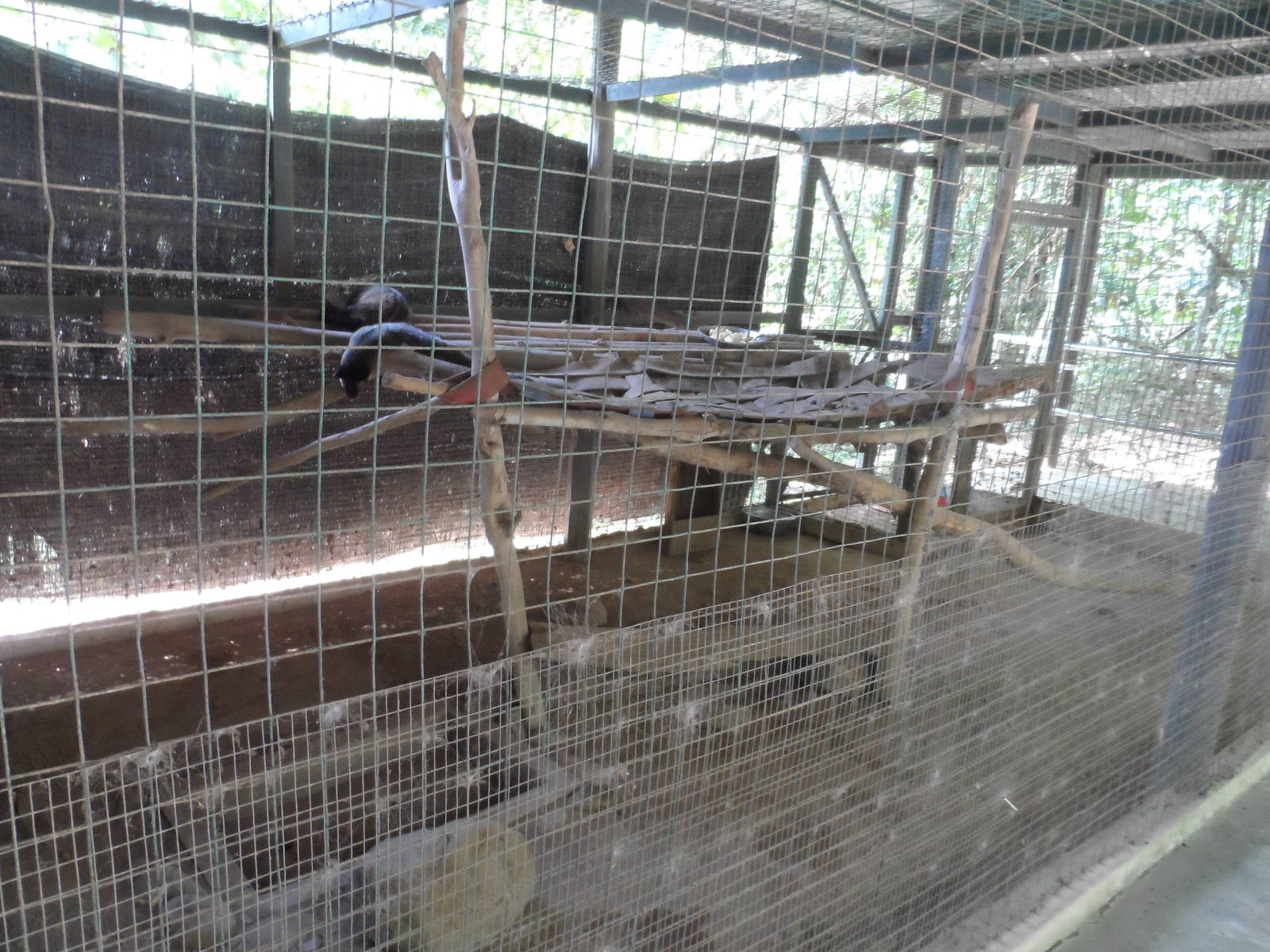 Civet Exhibits