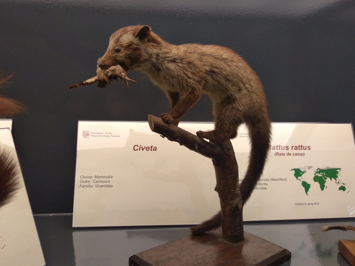 Civet ID