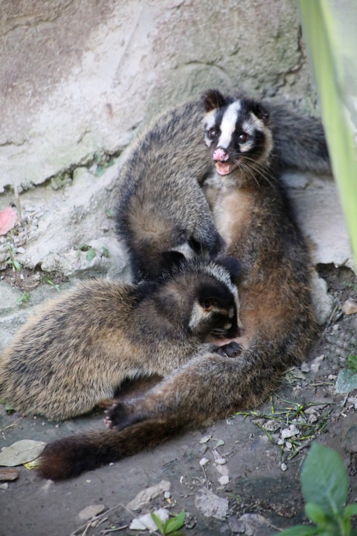Civet Nursing