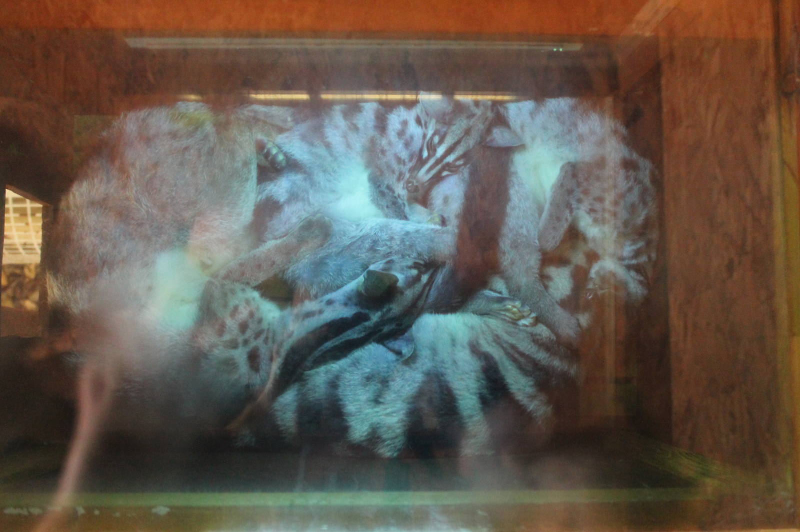 Civet - viewed through a mirror