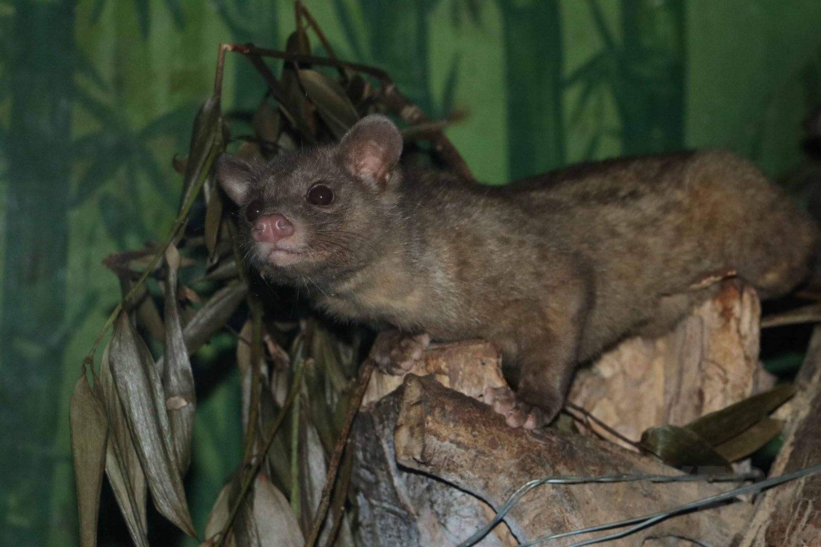 Civets