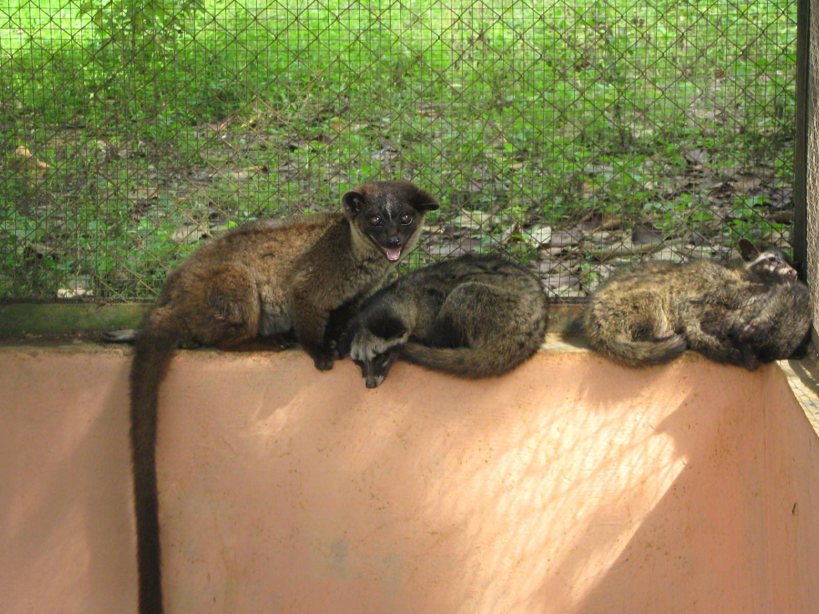 civets