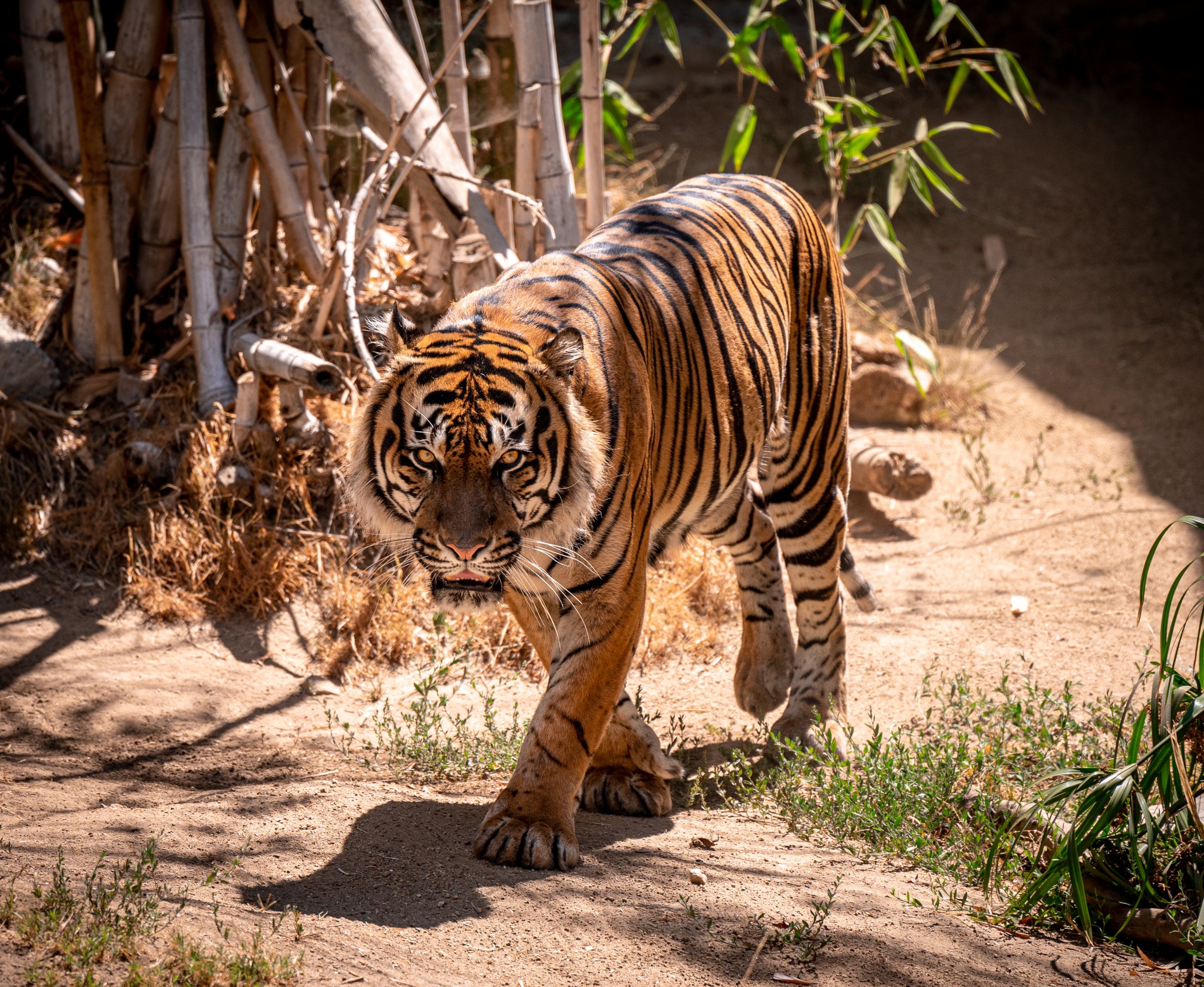 CJ the Sumatran Tiger