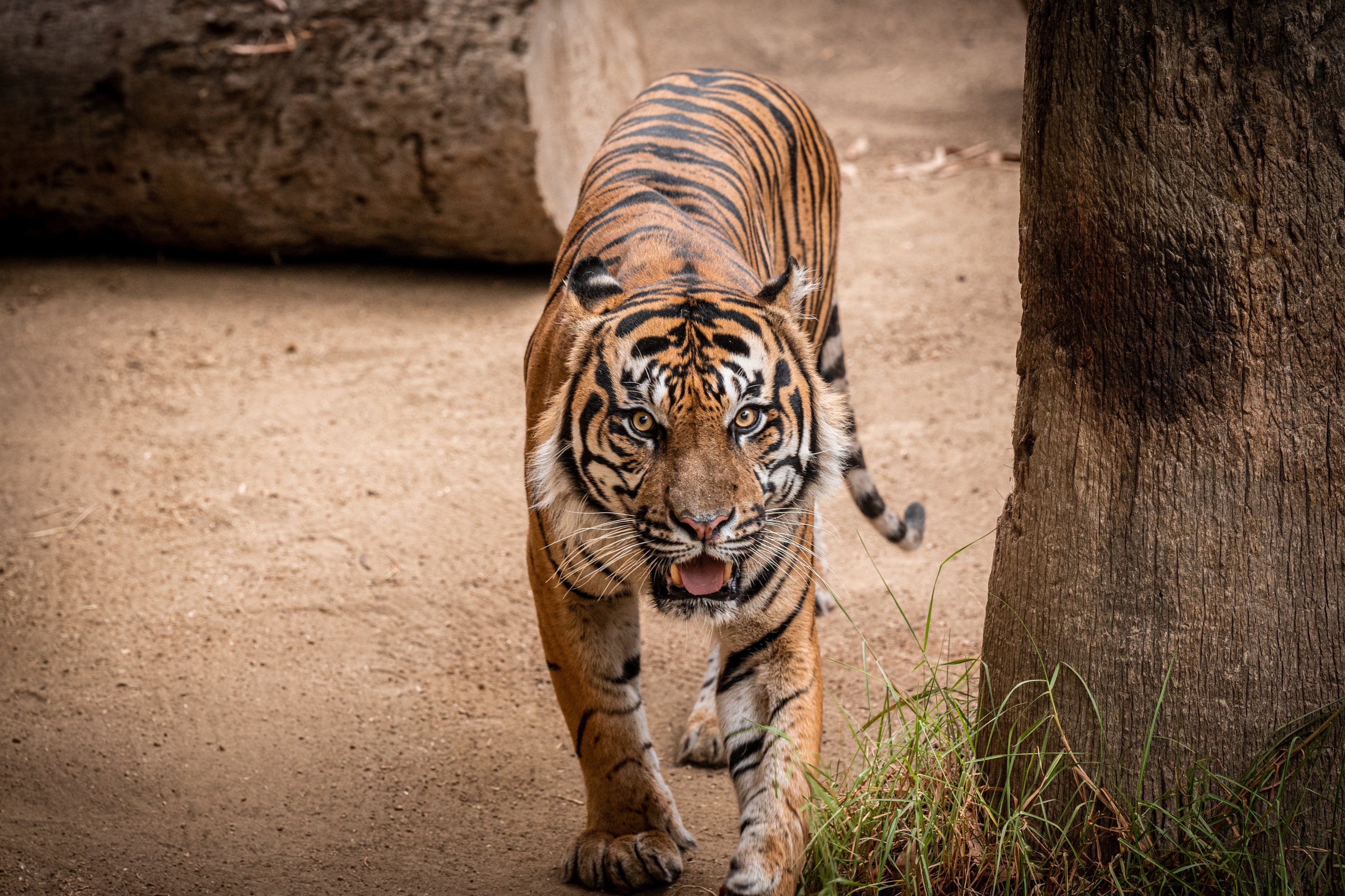CJ the Sumatran Tiger
