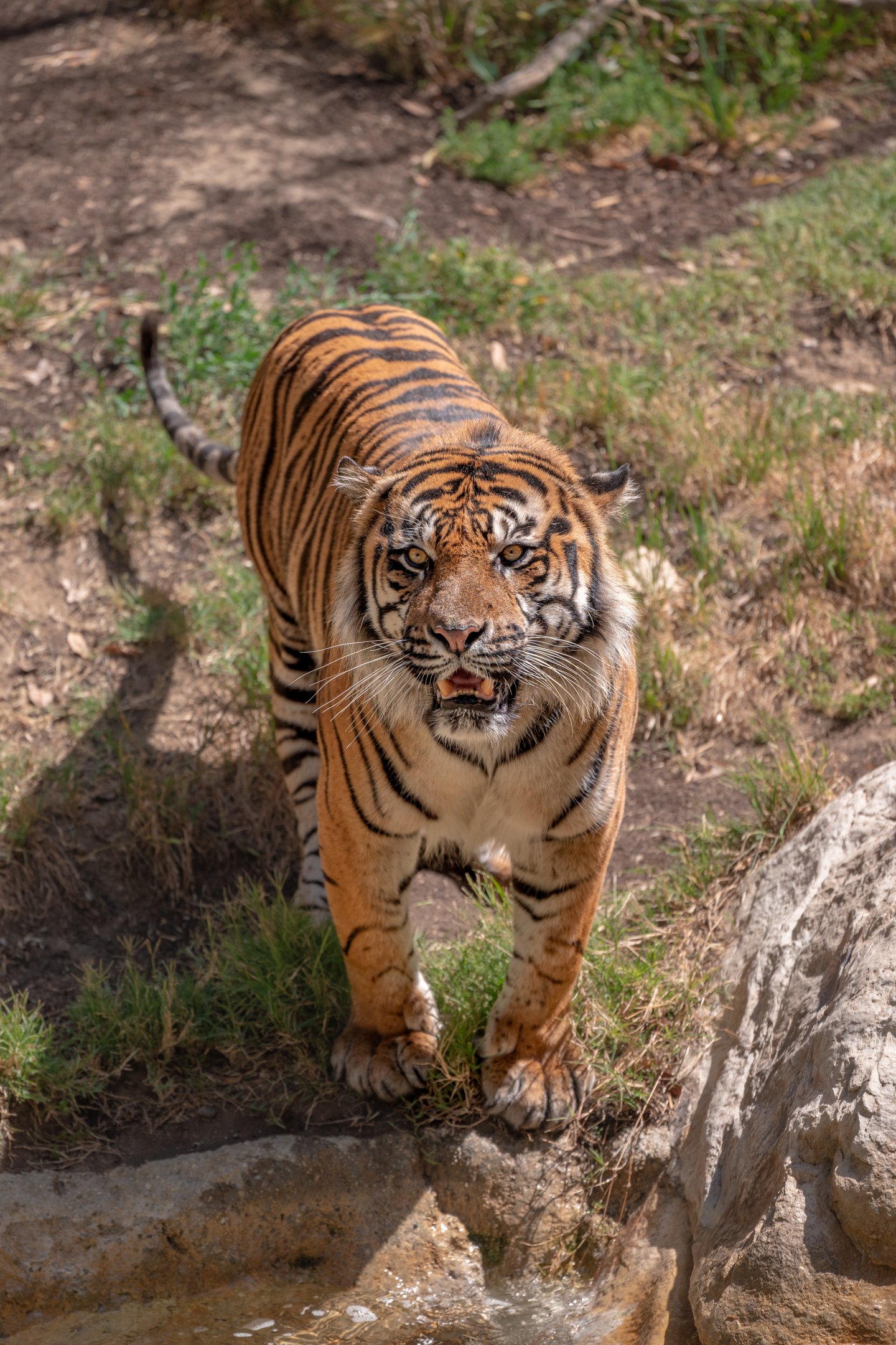 CJ the Sumatran Tiger