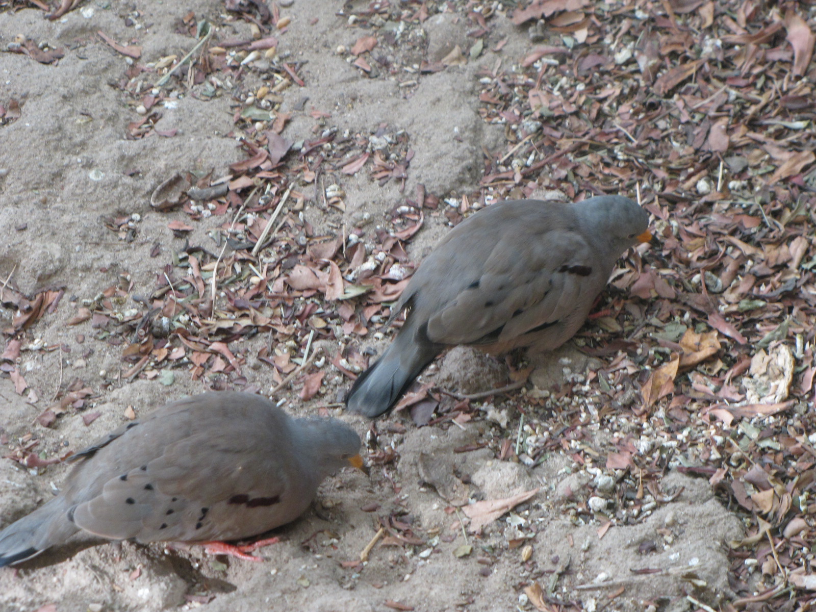 Ckrocking Gound Dove