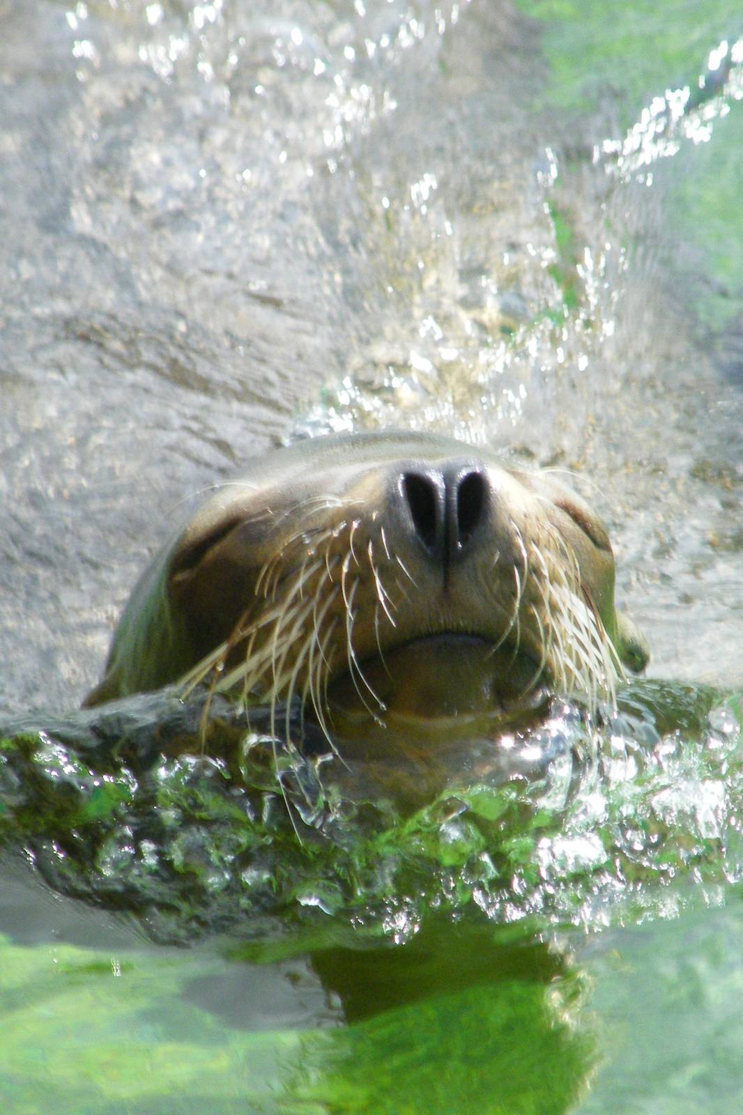 Claifornian Sea Lion