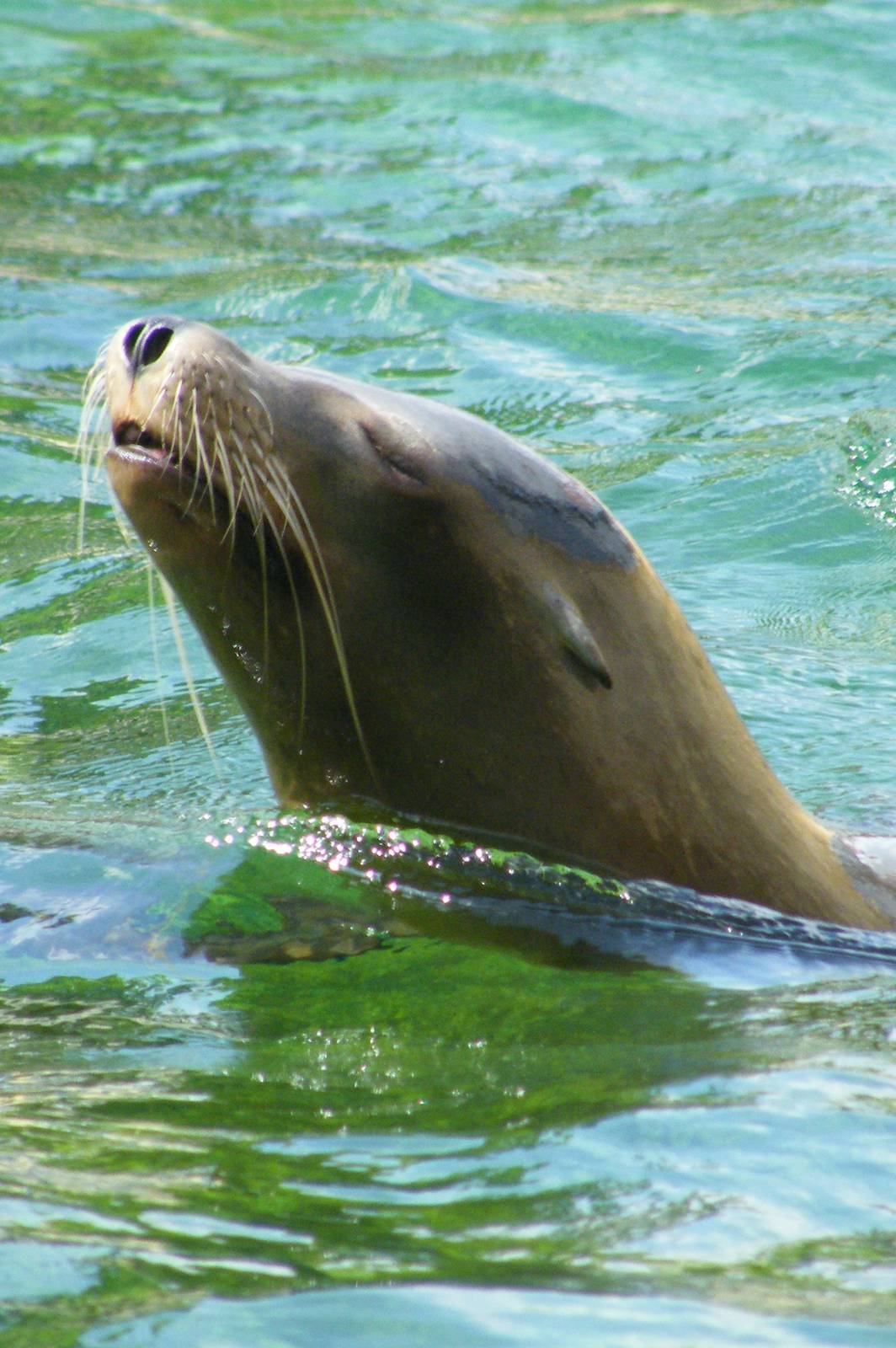 Claifornian Sea Lion