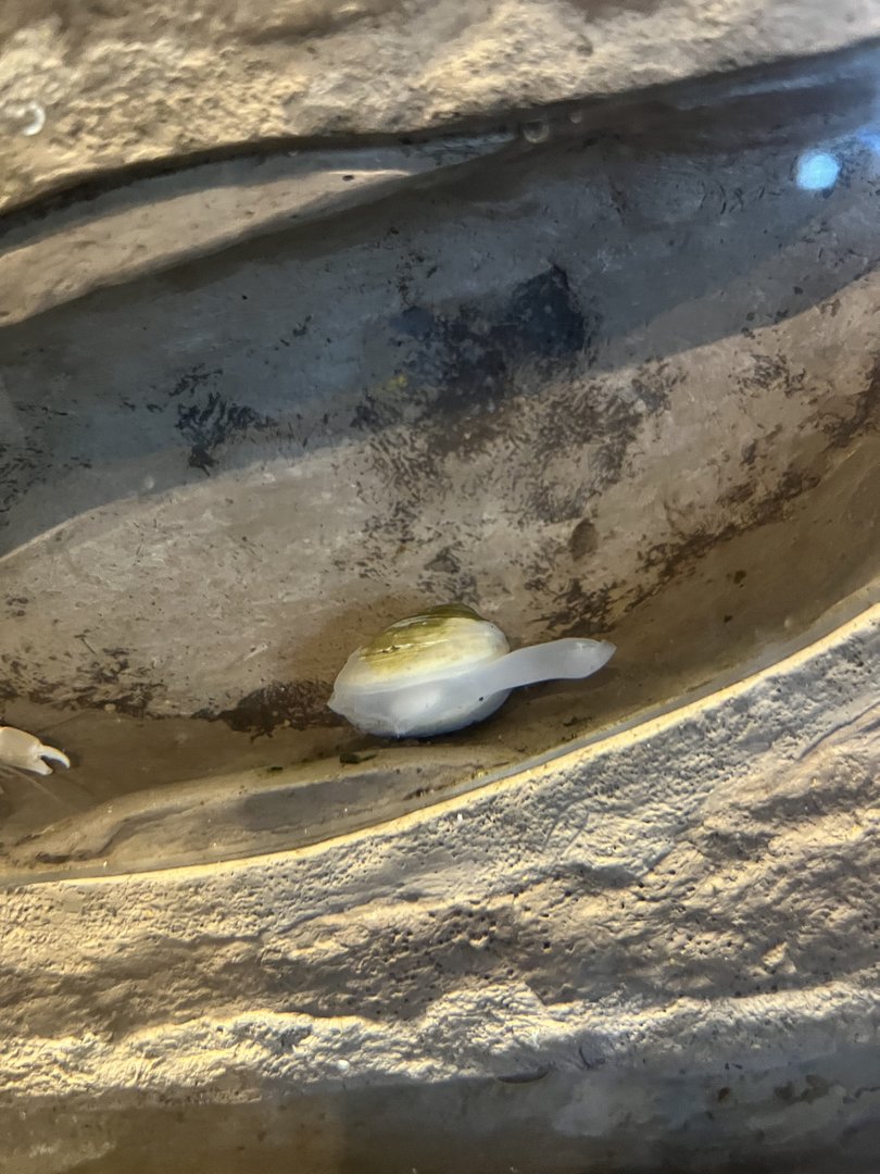 Clam ID?
