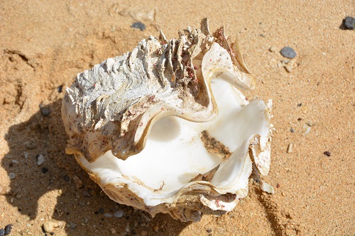 Clam shell on beach, Fiji