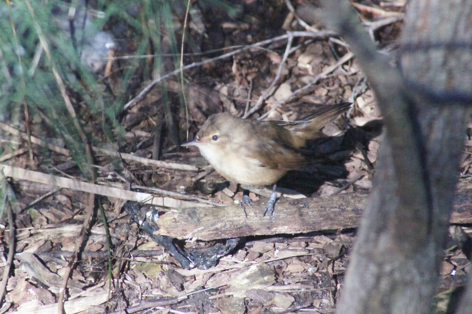 Clamorous reed warbler