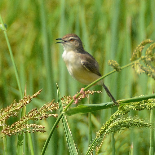 Clamorous reed warbler  ?