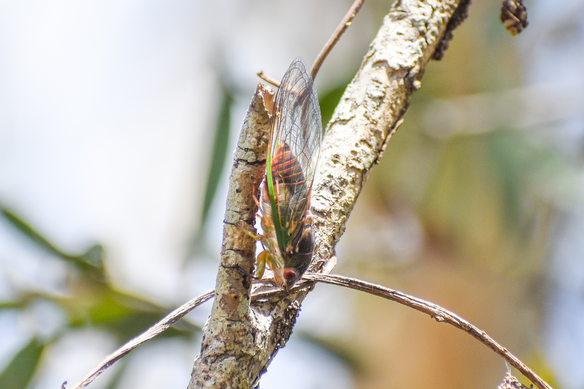 Clanger (Psaltoda claripennis)