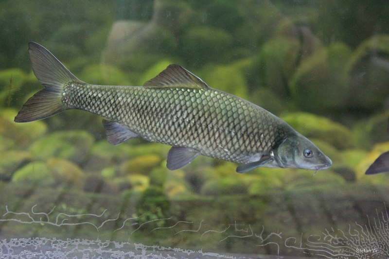 Clanwilliam sawfin (Pseudobarbus serra)