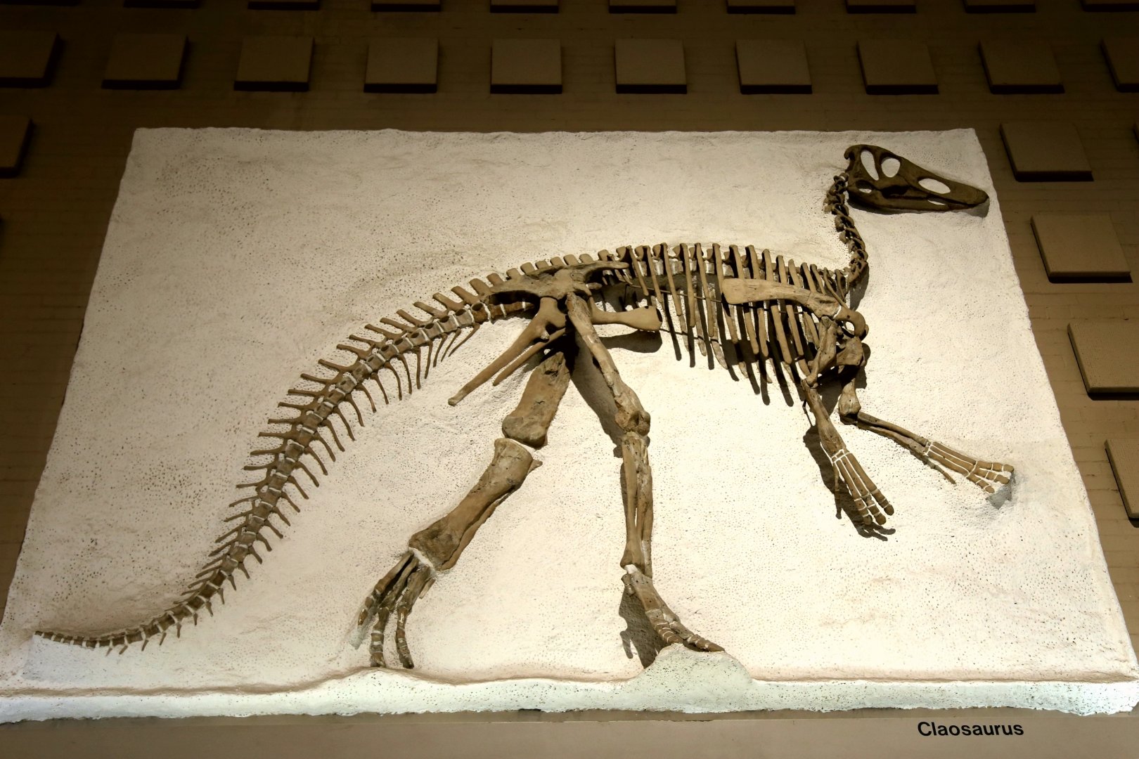 Claosaurus agilis, Holotype (YPM 1190)