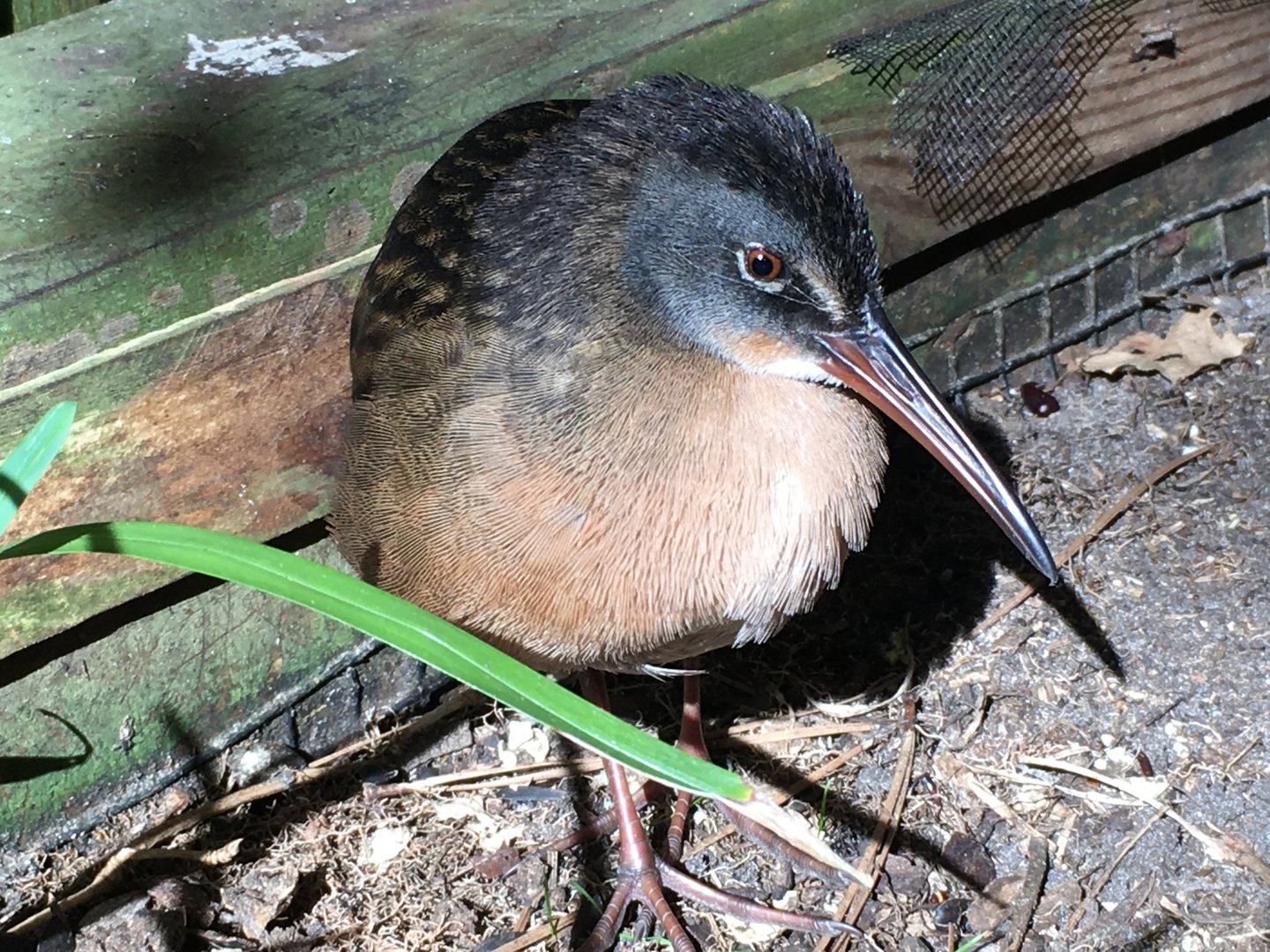 Clapper Rail (Rallus crepitans)