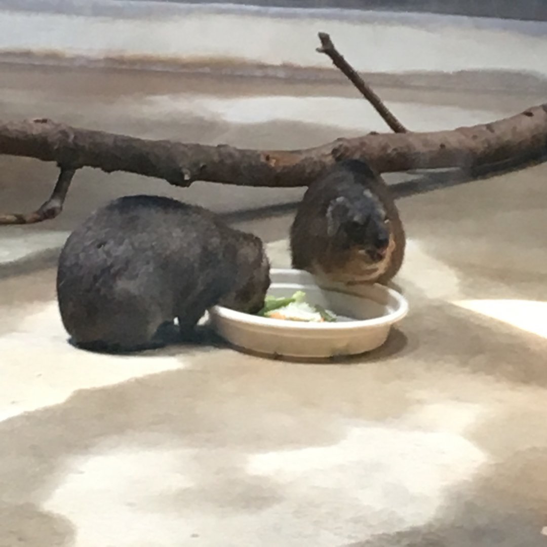 Clapton and Robert Plant | Henry Vilas Zoo